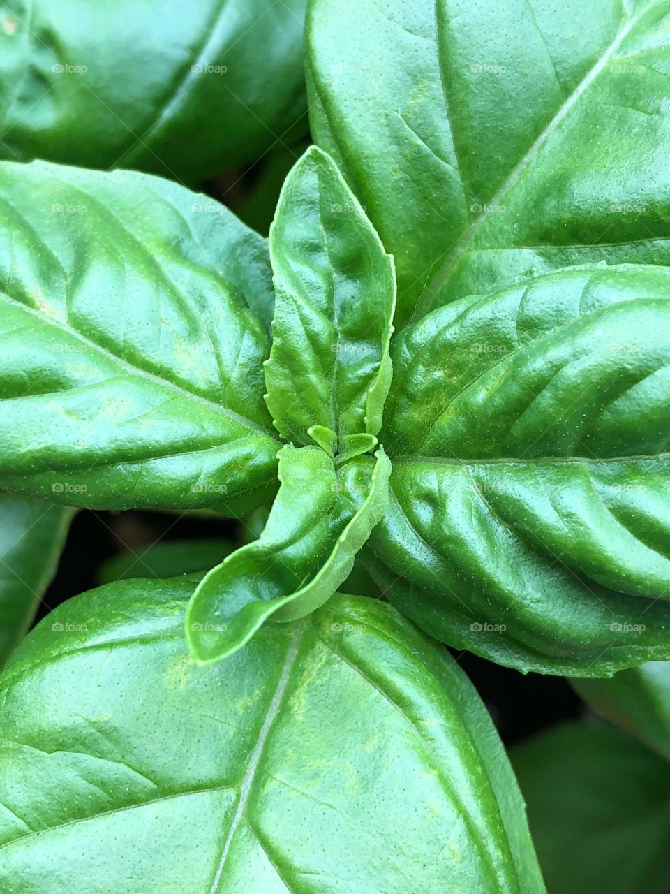 Basil leaves 