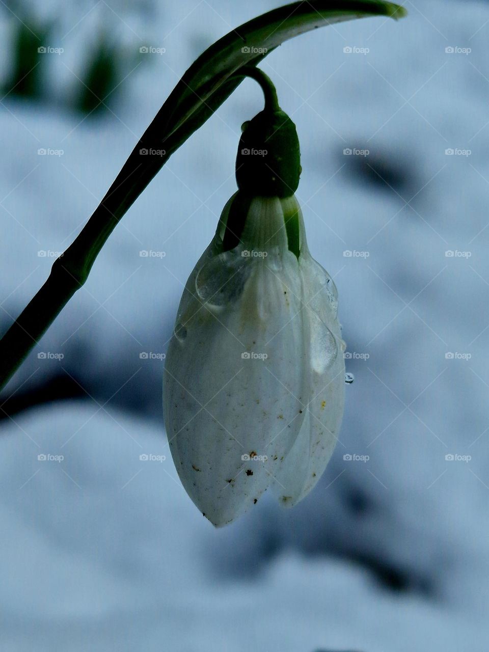 the snowdrop, the harbinger of spring