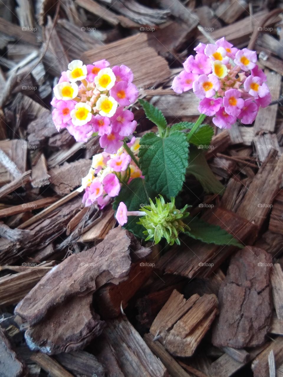 Clic retratando o contraste do buquê florido com o cascalho