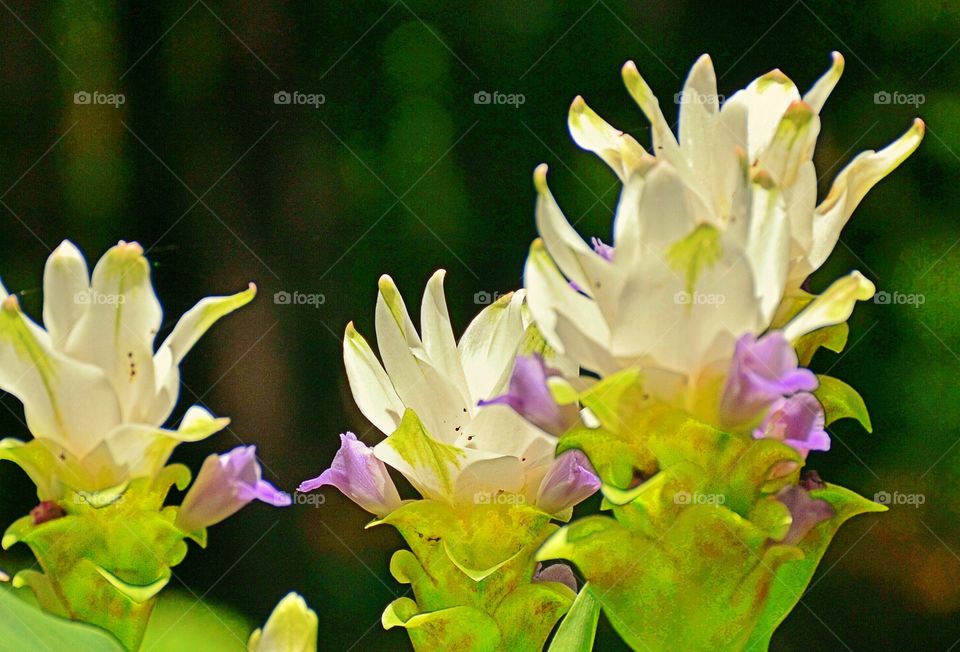 Garden Flowers 