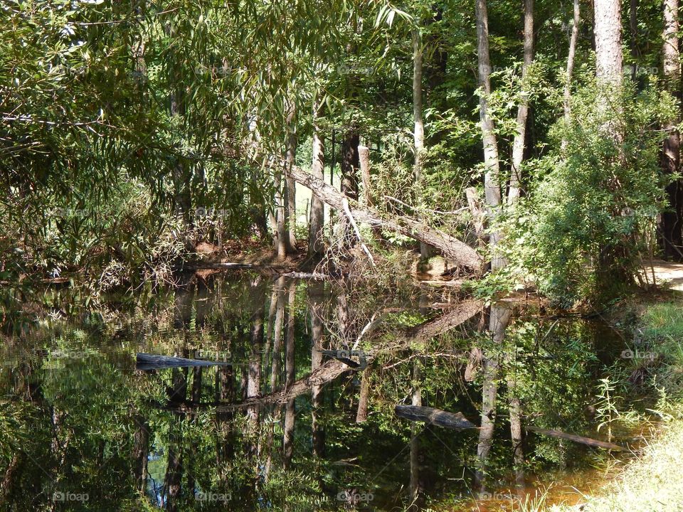 Nature’s Reflections, Trees on the Pond