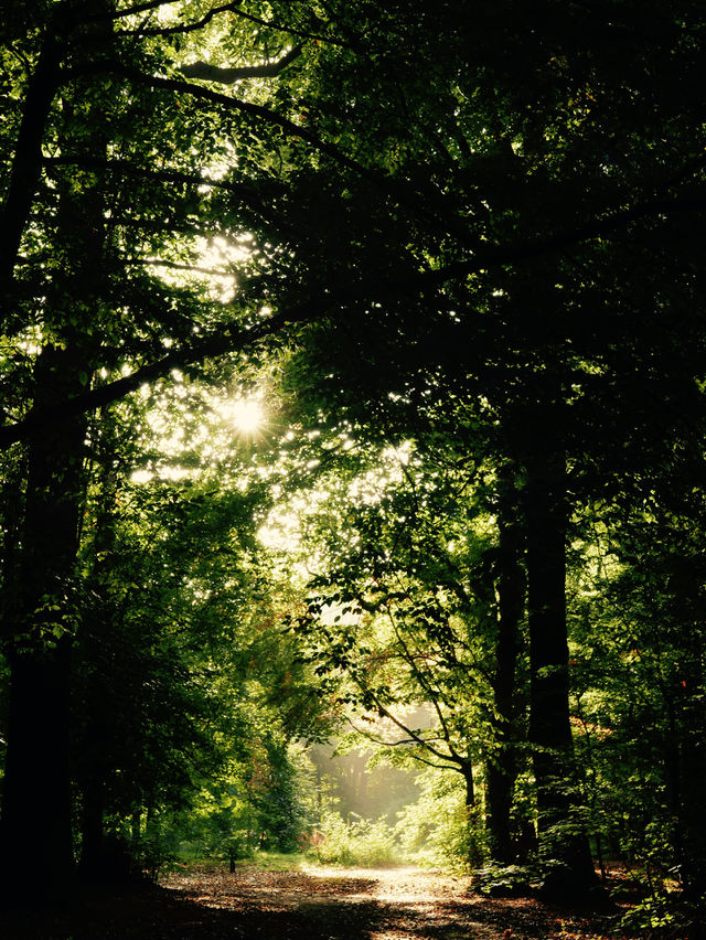 Morning in a park in Belgium.