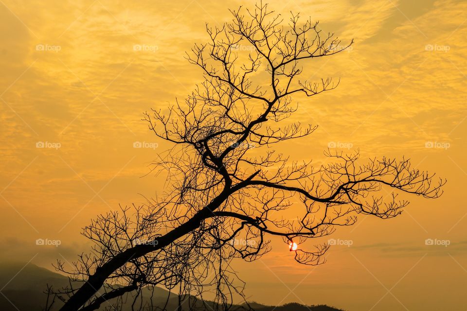 Silhouettes of a tree during Sunset.