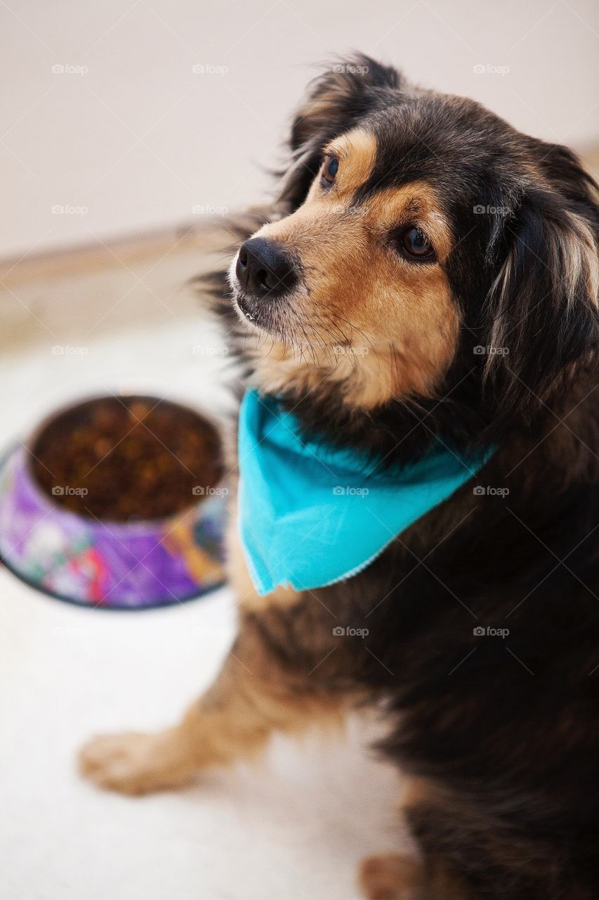 Dog near his food