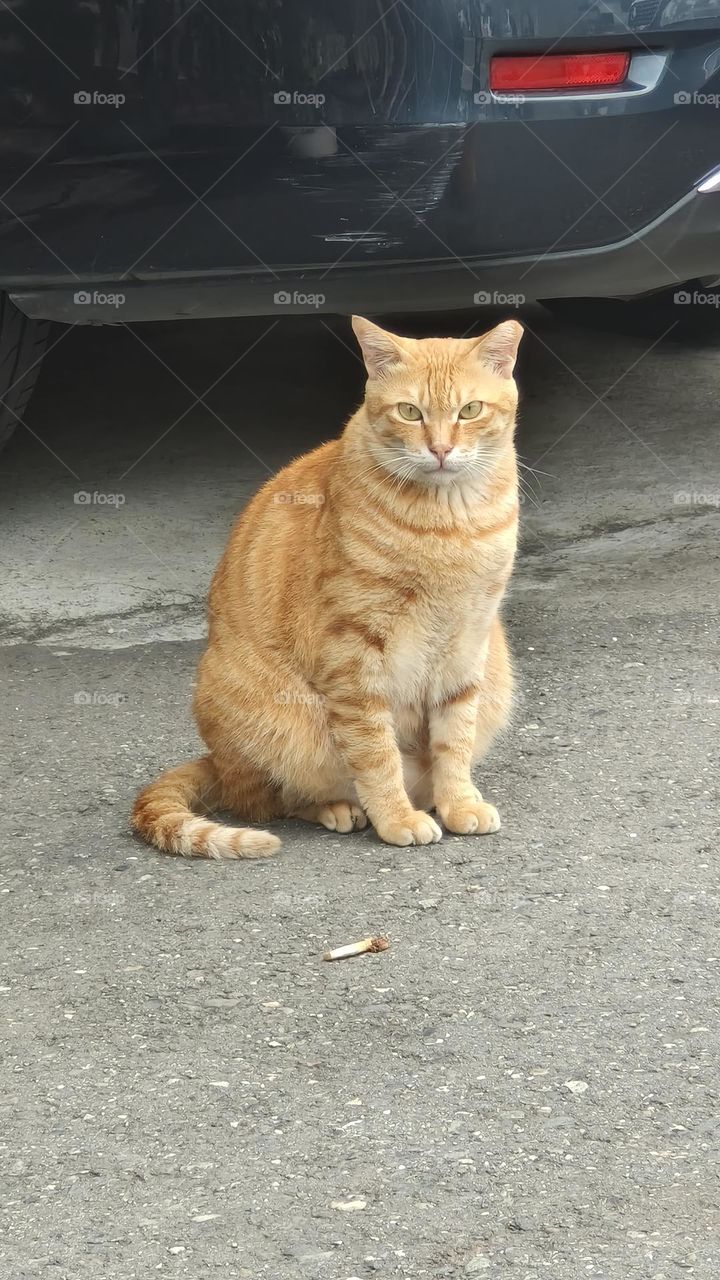 ginger cat on the street, closeup of photo with selective focus