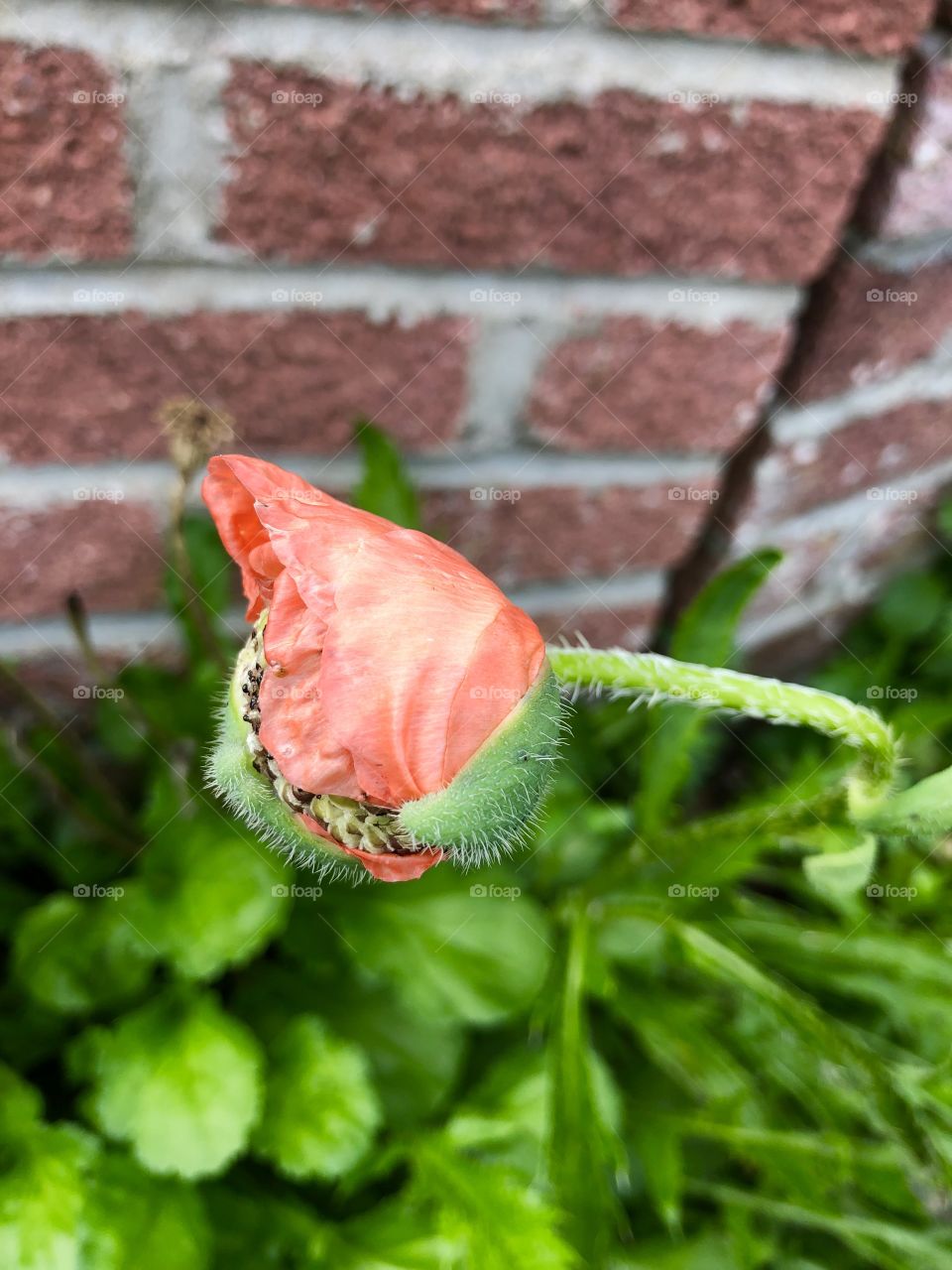 Flower in bud 