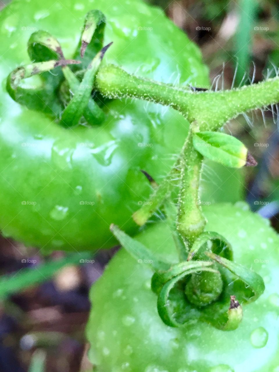 Macro green tomatoes