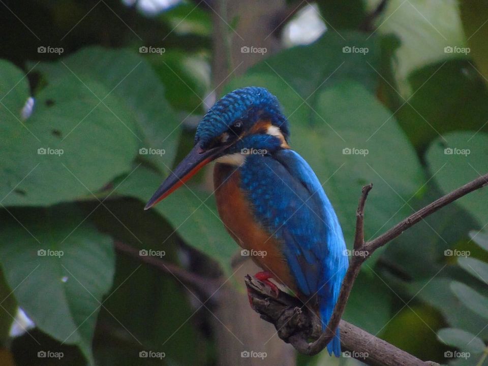 Common Kingfisher . It's very contrastly colour of its abdomen , oranje. Blue hard , and so light line hair blue at the back . The bird's visited for the fishes surround of pond and field of paddy .
