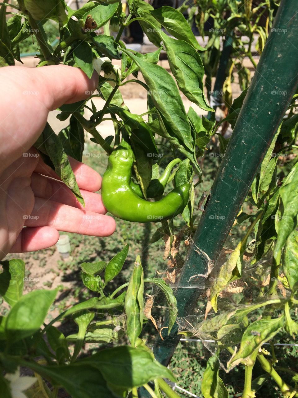 The peppers are growing 