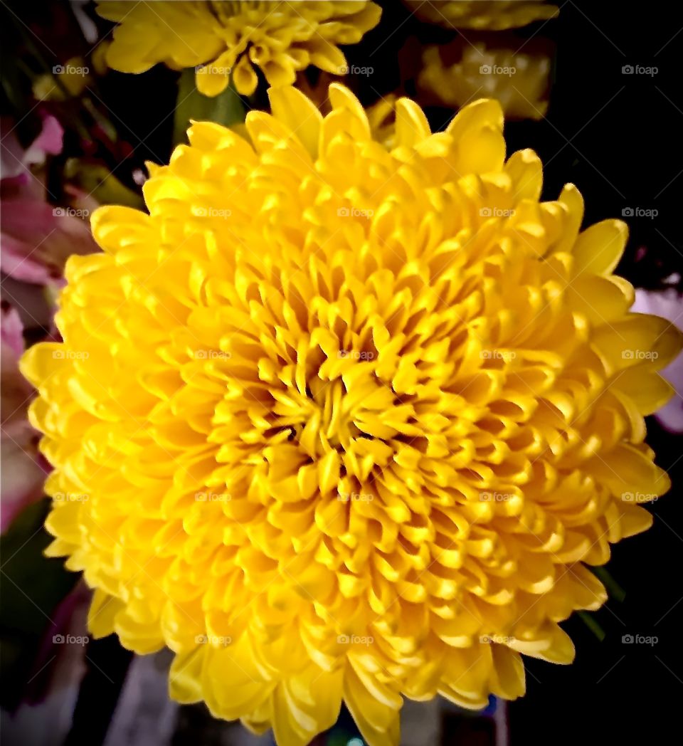 Yellow Flower