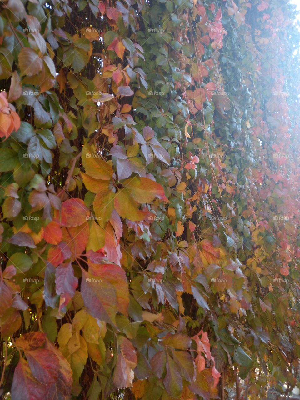 wonderful view of autumn