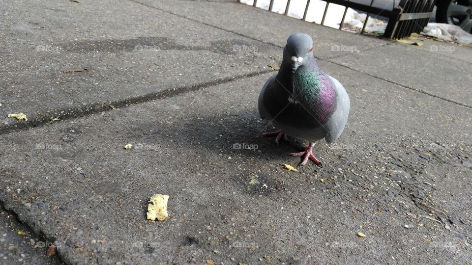 Bird, pigeon, city, sidewalk, day
