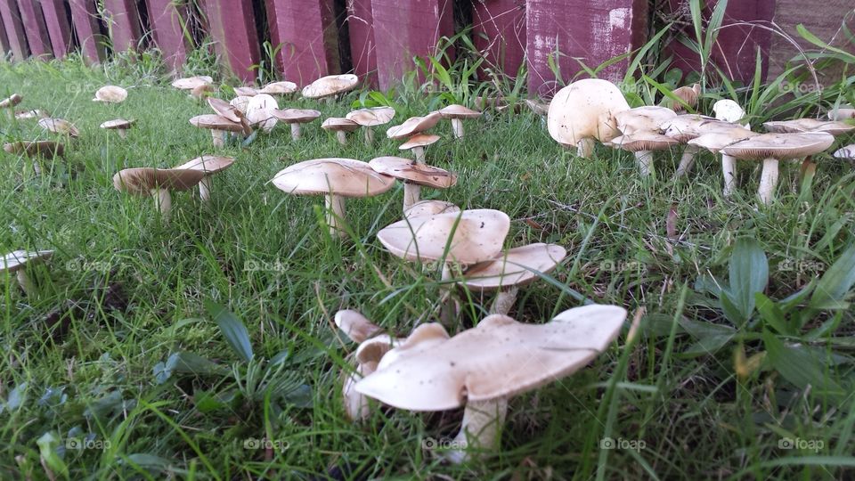 Close up shot Mushrooms