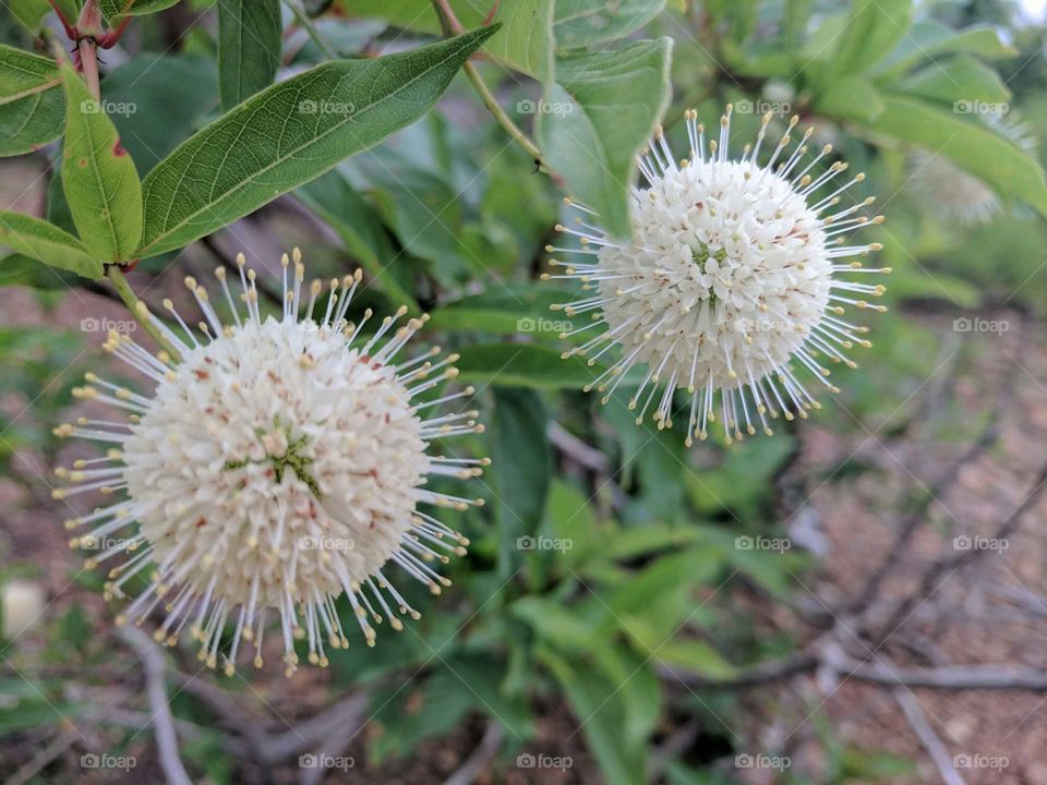 common button bush