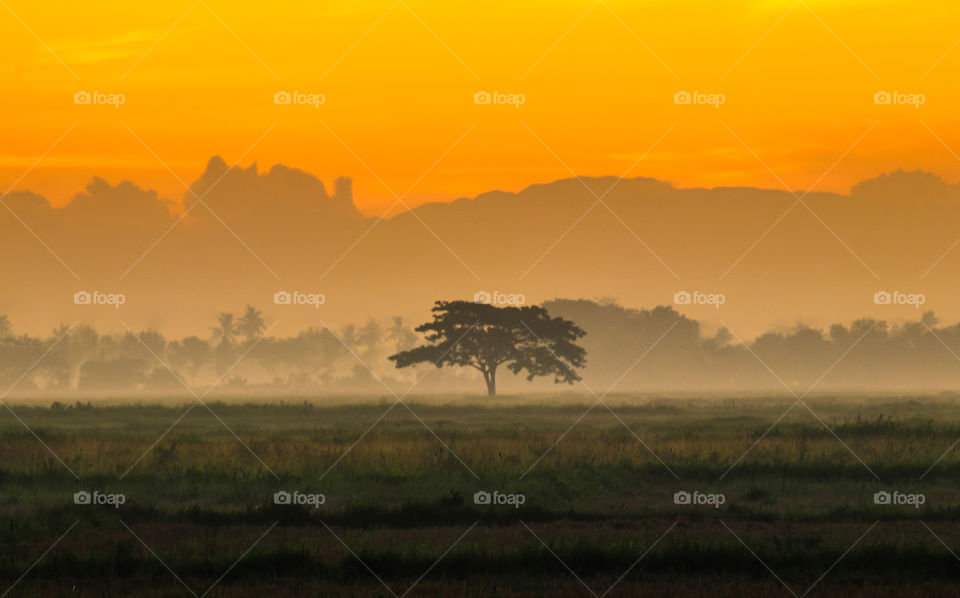 Alone Tree from a Distance at Foggy Dawn. 