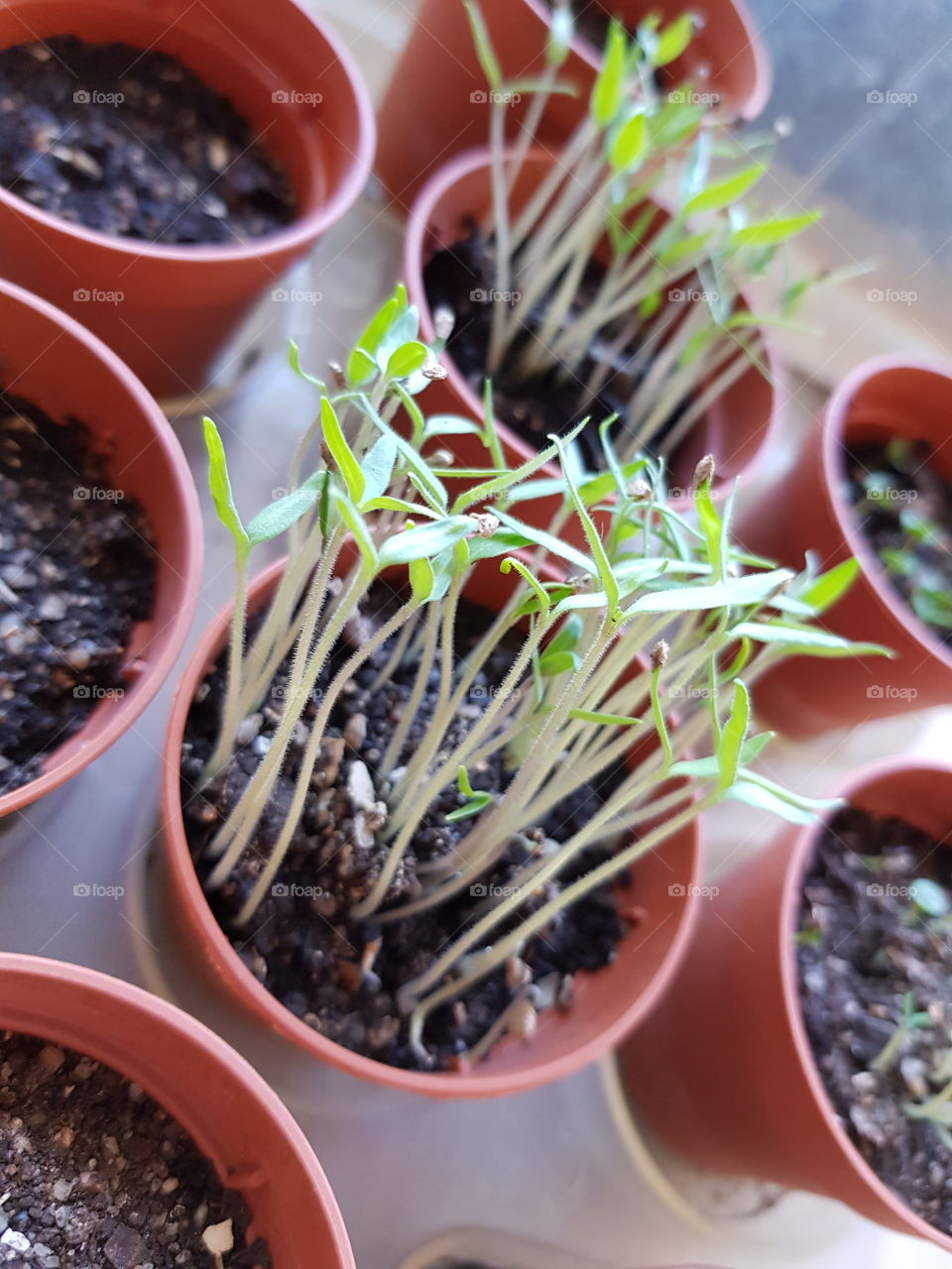 tomato growing