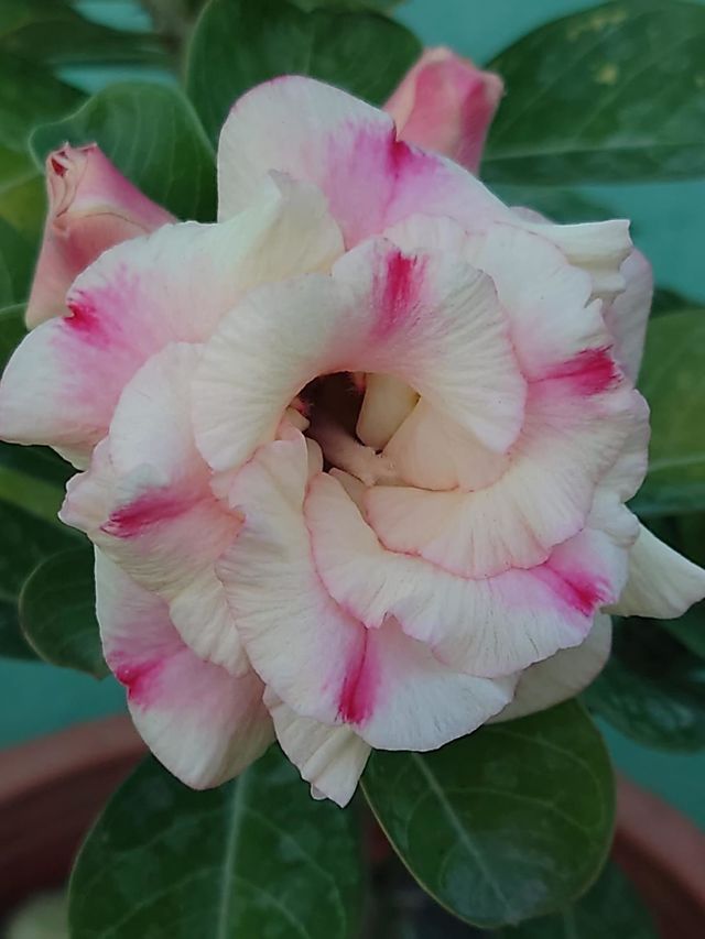Beautiful flowers in bloom