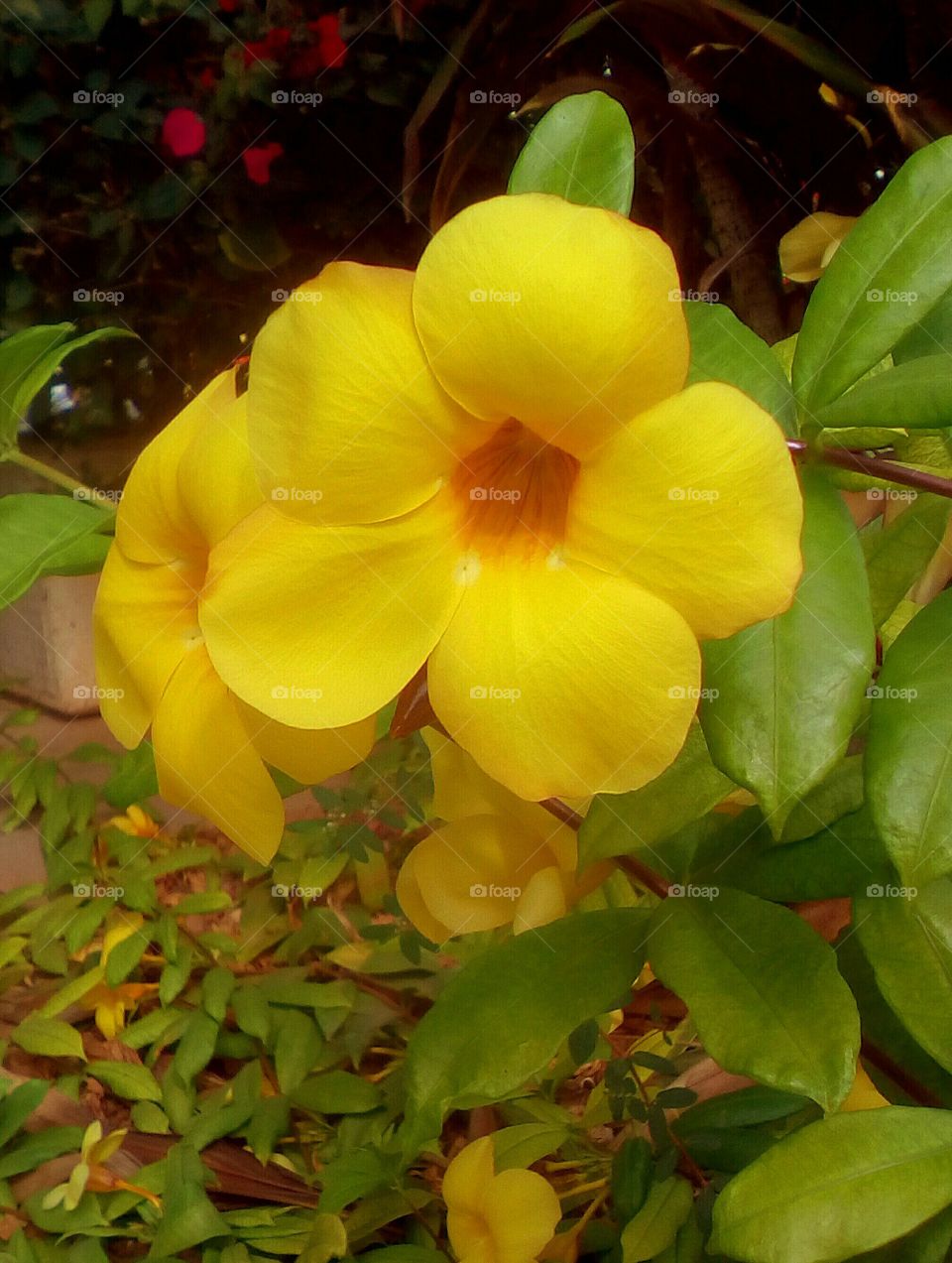 Gorgeous yellow golden tropical exotic
flower with five large petals hanging 
on branch with many green bright leaves
in wild garden in sunny day of fall season