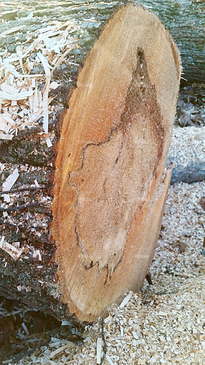 Cut Log With Sawdust