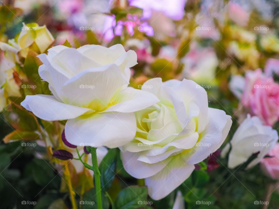 White rose flower 