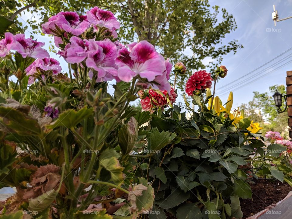 Urban nature when gardening meet the city