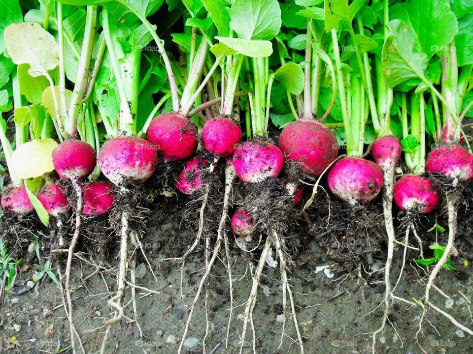 radish