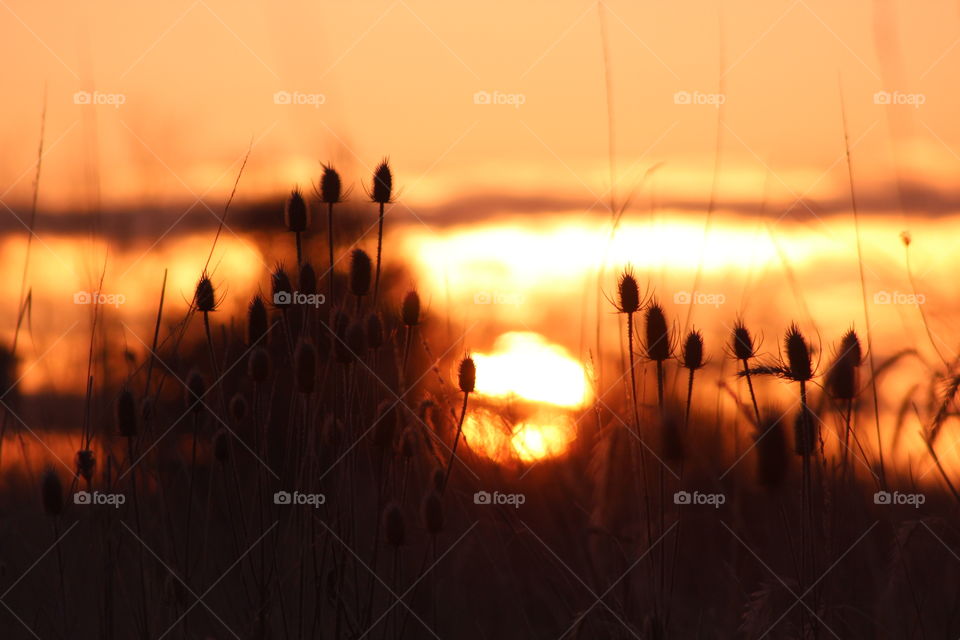 Sunset on the Savanna 