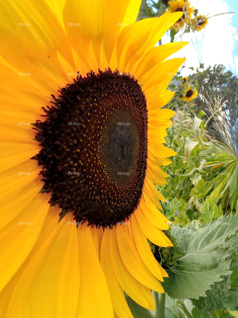 Sunny Sunflower