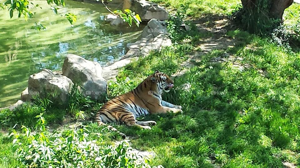 Lazy Tiger Days