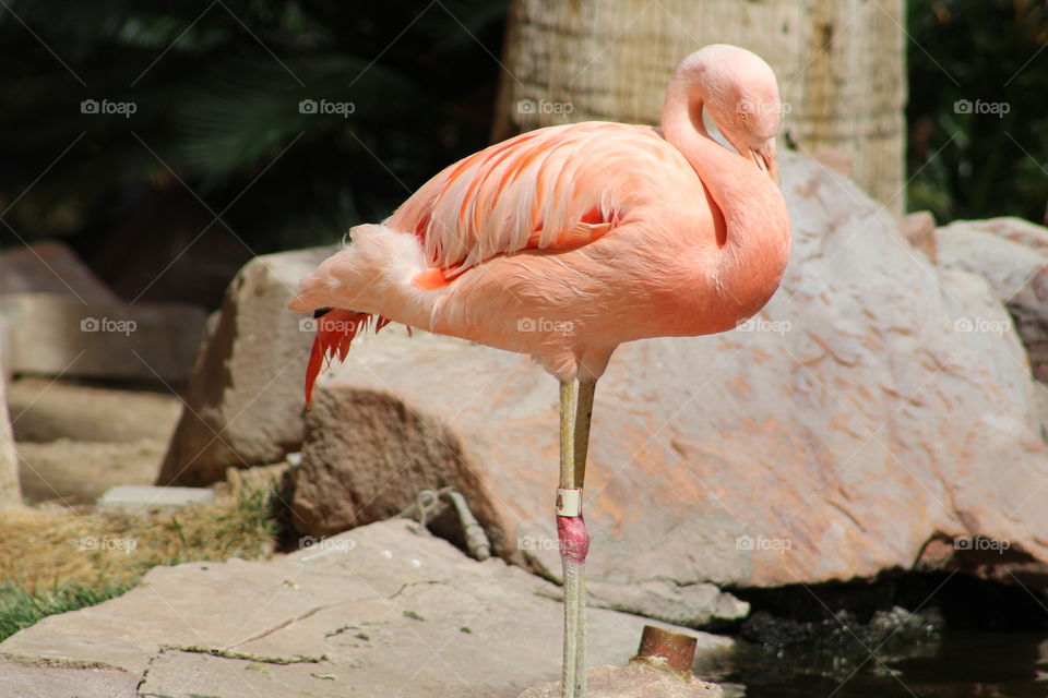 Flamingo