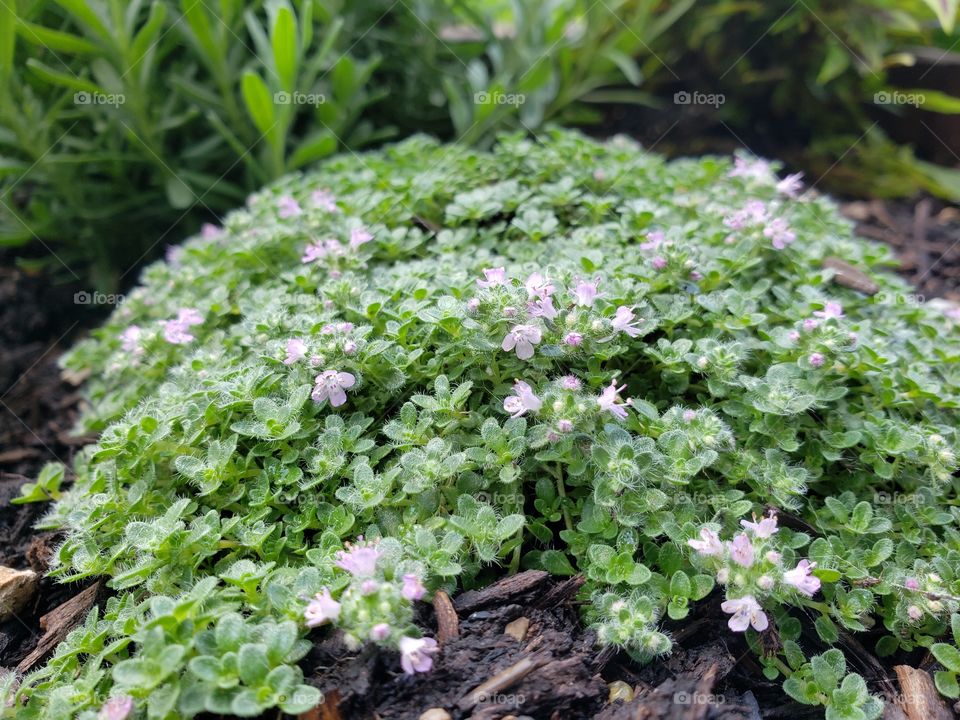 creeping thyme in bloom