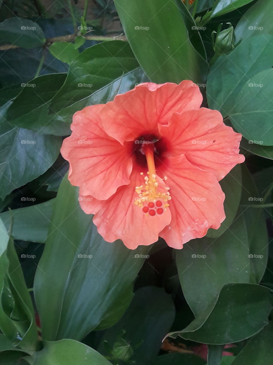 beautiful hibiscus flower opening