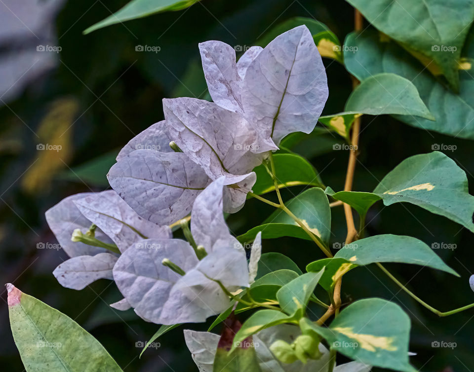 Floral photography - White paper flower