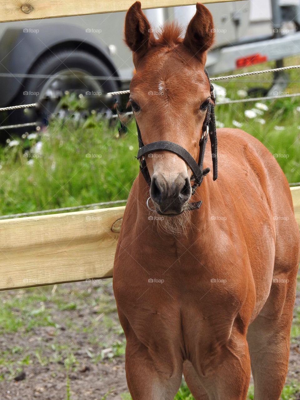 Foal in Spring