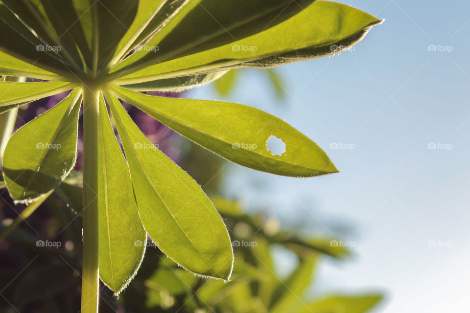 Close-up green flower