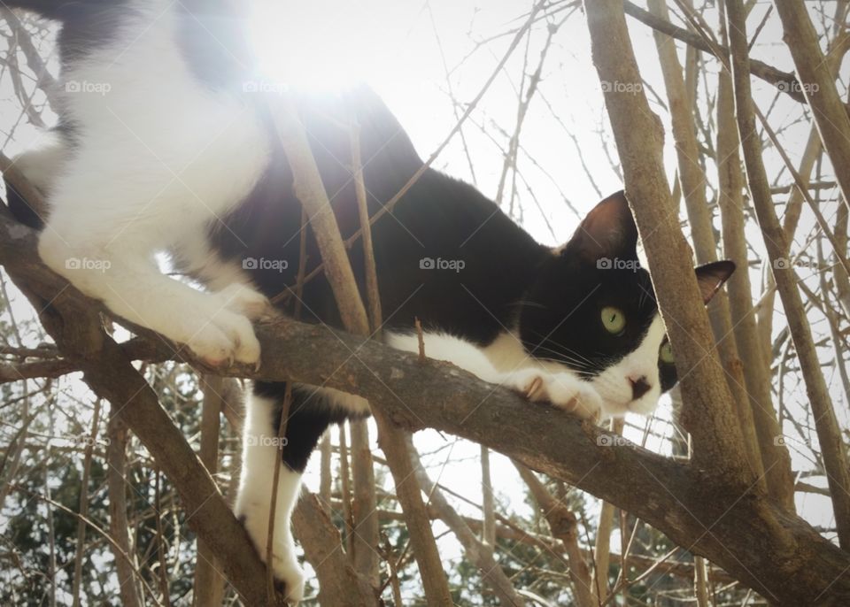 a black and white kitten cat climbing up a bush tree in winter with a sunburst behind claws out green eyes concentrating looking