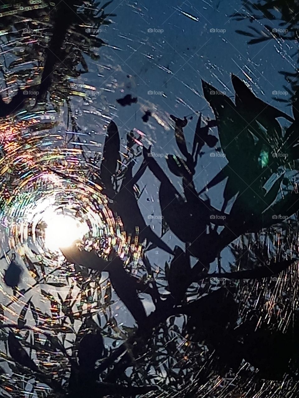 cobweb lit by sunlight