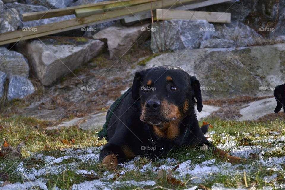 Dog resting on grass near rock during winter