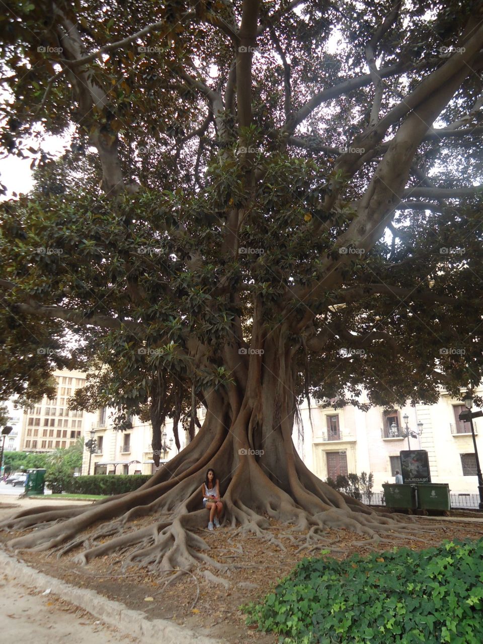 Big tree. Big tree  at Valencia,Spain