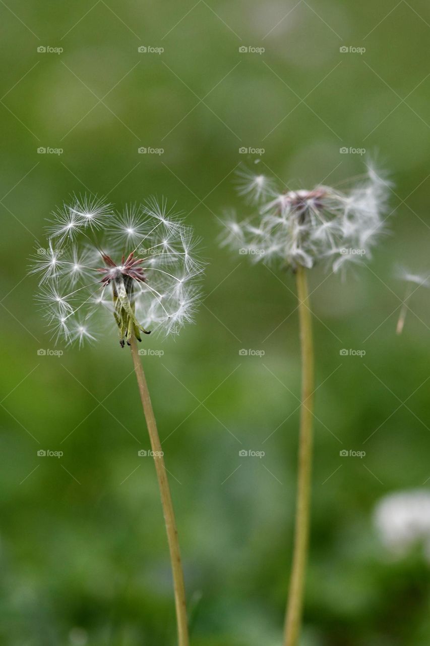 2 little dandelions 