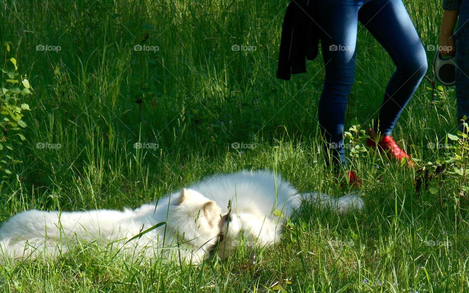 Grass, Outdoors, Nature, Field, Lawn