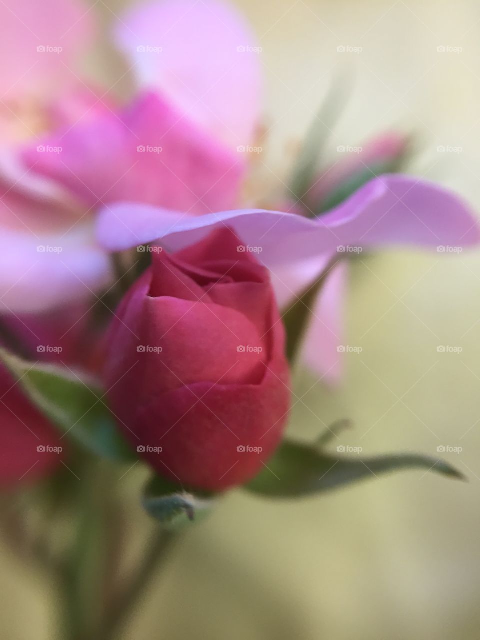 Pink Rose bud in macro