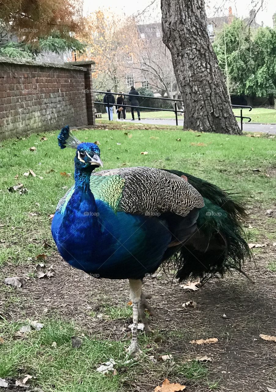 peacock holland park 