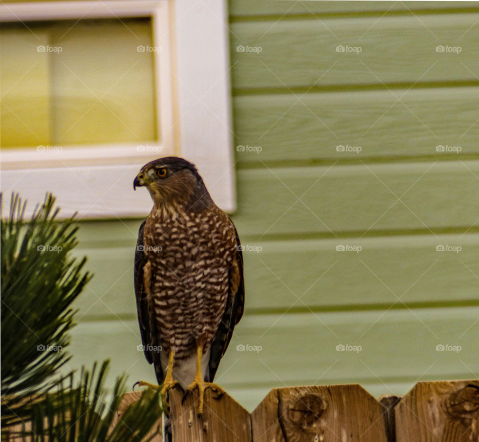 Hawk perching on fence