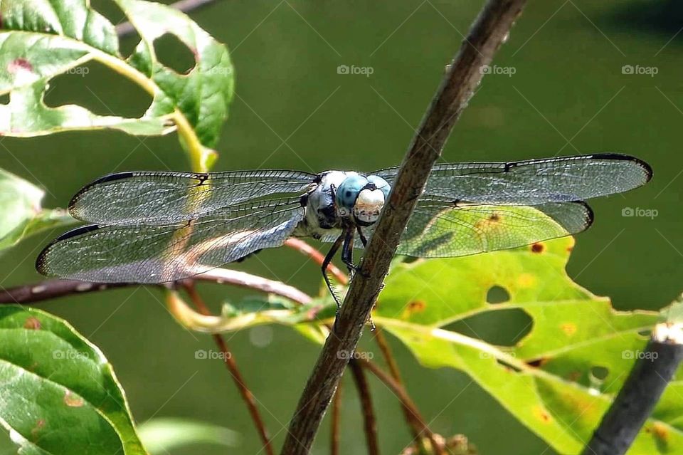 Close-up of dragonfly perched on a branch