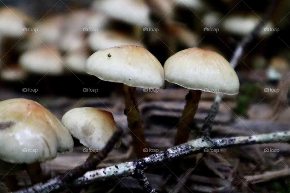 Mushrooms in the forest 