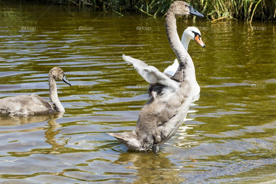 Swan family