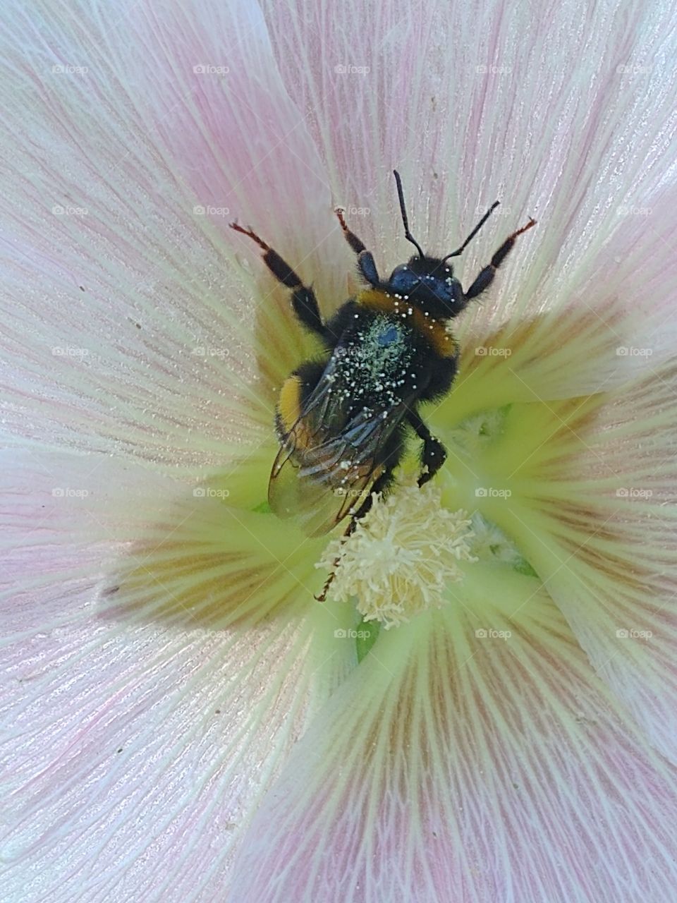flower Blume Hummel insekt bee bumblebee