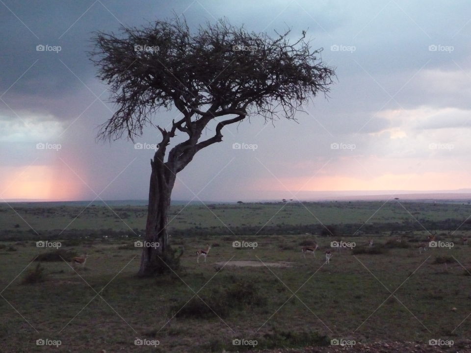 Sunset, Masai Mara