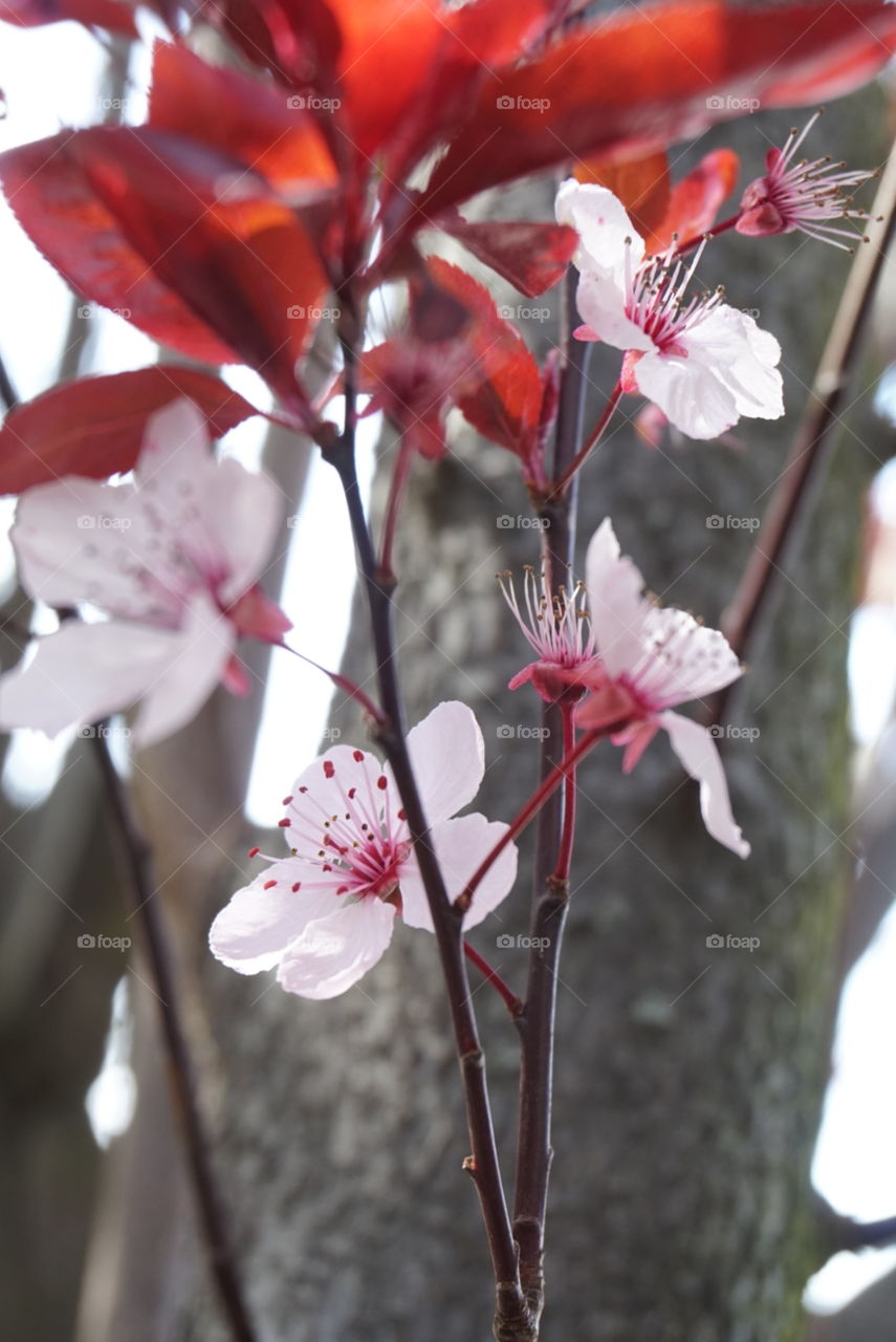 Japanese Cherry
Spring 
California